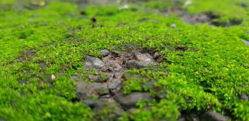 green moss on a stone