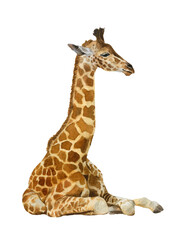 A baby giraffe hand drawn in watercolor isolated on a white background. Watercolor illustration. Watercolor animal.  © Tatiana