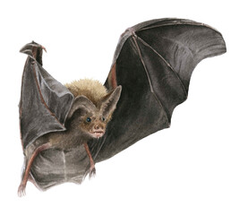 Flying bat hand drawn in watercolor isolated on a white background. Watercolor illustration.
