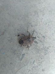 Beetle on the floor