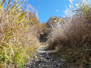 植物に囲まれた畦道