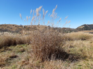 強く大きく咲く薄