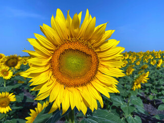 Fototapeta premium field of sunflowers during the day