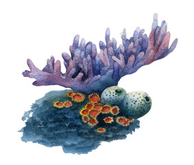 Sea corals hand drawn in watercolor isolated on a white background. Watercolor illustration.  © Tatiana