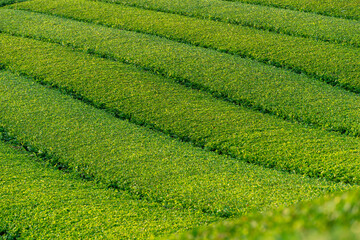 朝日を浴びる早朝のお茶畑