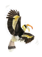 A bird hornbill hand drawn in watercolor isolated on a white background. Watercolor illustration. Wildlife illustration © Tatiana