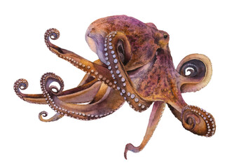 An octopus hand drawn in watercolor isolated on a white background. Watercolor illustration. © Tatiana