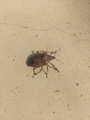 Beetle on the floor
