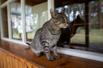 A gray tabby ordinary cat sits on the windowsill of a country house 