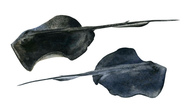 Set of two stingrays hand drawn in watercolor isolated on a white background. Watercolor illustration.