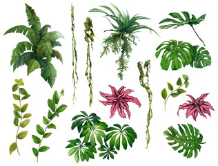 Set of the green tropical plants, leaves and flowers hand drawn in watercolor isolated on a white background. Watercolor illustration. Bromeliads - obrazy, fototapety, plakaty
