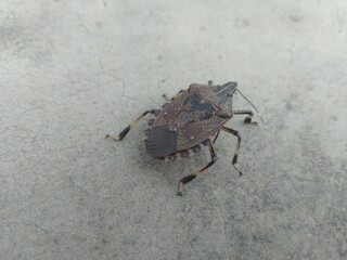 Beetle on the floor
