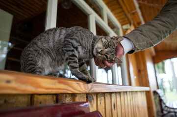 The gray tabby cat enjoys the touch of its owner. Man's hand stroking the cat's head