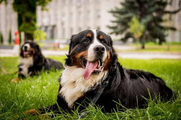 Portrait of two cute Berner Sennenhund dogs at the park.
