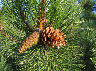 Brown pine cones on the branch of green spiky pine in the background of nature in autumn in...