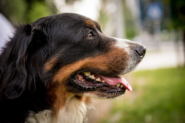 Portrait of cute Berner Sennenhund dog at the park.