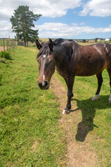 Obraz premium bay horse grazing