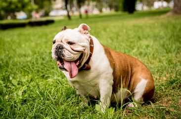 Fototapeta premium Portrait of cute english bulldog at the park.