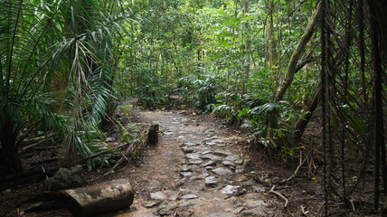 Nature Forest Trail 
