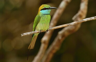 Green Bee-eater (Merops orientalis) Srí Lanka