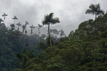 Rain forest of Alto Coca Reserve in Napo Province, Ecuador
