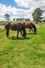 bay horse grazing