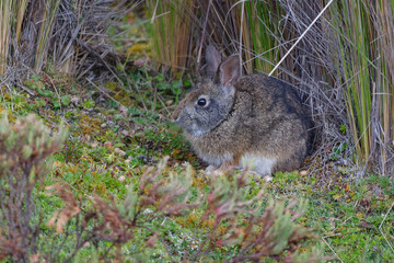 Naklejka na ściany i meble Tapeti or Cottontail rabbit or Forest rabbit (Sylvilagus brasiliensis) in Cotopaxi Province, Ecuador