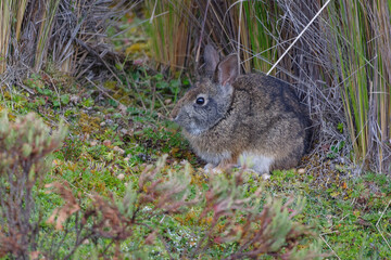 Tapeti or Cottontail rabbit  or Forest rabbit (Sylvilagus brasiliensis) in Cotopaxi Province, Ecuador