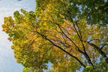 autumn leaves in the sky