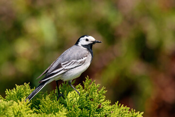 White wagtail motacilla alba male standing on thuja bush. Cute common bird in bright surrounding in wildlife.