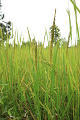 Obraz premium Close up of green paddy rice. yellow green rice field in thailand.