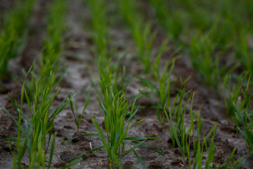 Close up young wheat seedlings growing in a field. Green wheat growing in soil. Close up on sprouting rye agriculture on a field in sunset. Sprouts of rye. Wheat grows in chernozem planted in autumn.