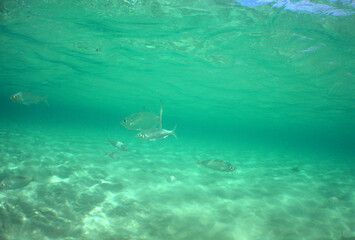 underwater sea life caribbean sea Aruba