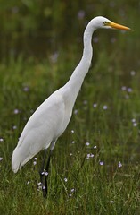 Grat Egret (Casmerodius albus) Srí Lanka