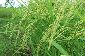Close up of green paddy rice. yellow green rice field in thailand.