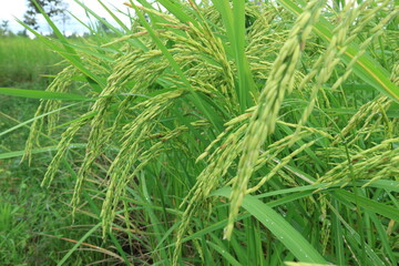 Fototapeta na wymiar Close up of green paddy rice. yellow green rice field in thailand.