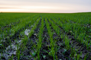 Landscape young wheat seedlings growing in a field. Green wheat growing in soil. Close up on sprouting rye agriculture on a field in sunset. Sprouts of rye. Wheat grows in chernozem planted in autumn.