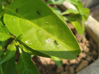 Black Ants on the Green Leaf