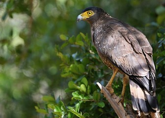 Crestaed Serpent-eagle (Spilornis cheela spilogaster) Srí Lanka