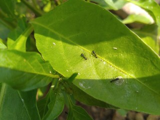 Black Ants on the Green Leaf