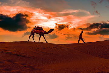 Cameleers, camel Drivers at sunset. Thar desert on sunset Jaisalmer, Rajasthan, India.