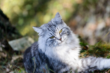 norwegian forest cat is playing in the forest