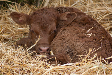 New born red Dexter calf, keeping warm in clean straw