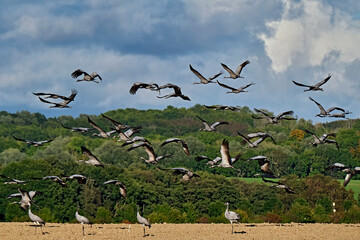 Kraniche ( Grus grus ) auf Rügen.