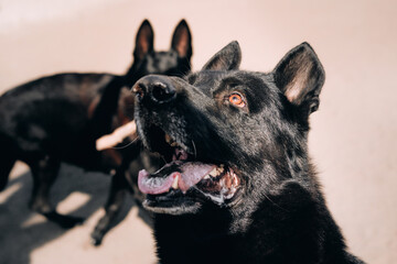 A beautiful representative of the breed is a black German shepherd with brown eyes and large ears. Portrait of a beautiful black German shepherd with shimmering hair in the sun close-up.