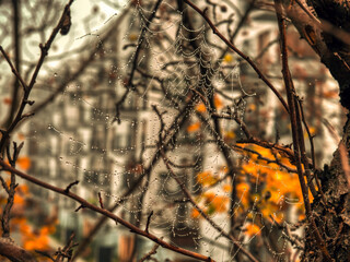 Spider net on the autumn tree