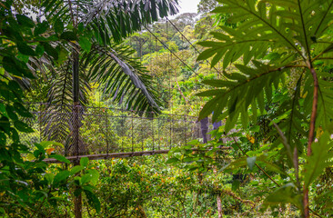 Naklejka premium Arenal Hanging Bridges, hiking in green tropical jungle, Costa Rica, Central America.