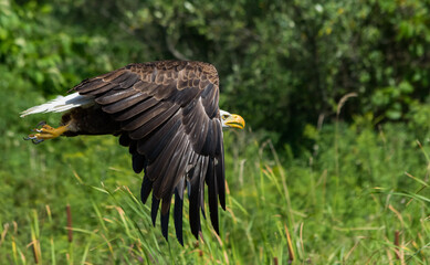 Bald Eagle in Flight