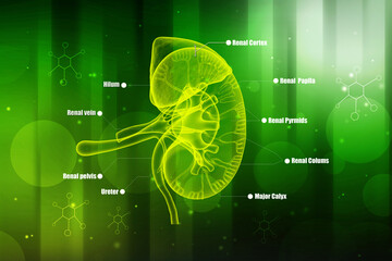 3d rendering anatomy of human kidneys