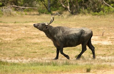 Naklejka na ściany i meble Asian water buffalo (Bubalus bubalus) Srí Lanka